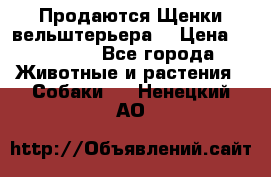 Продаются Щенки вельштерьера  › Цена ­ 27 000 - Все города Животные и растения » Собаки   . Ненецкий АО